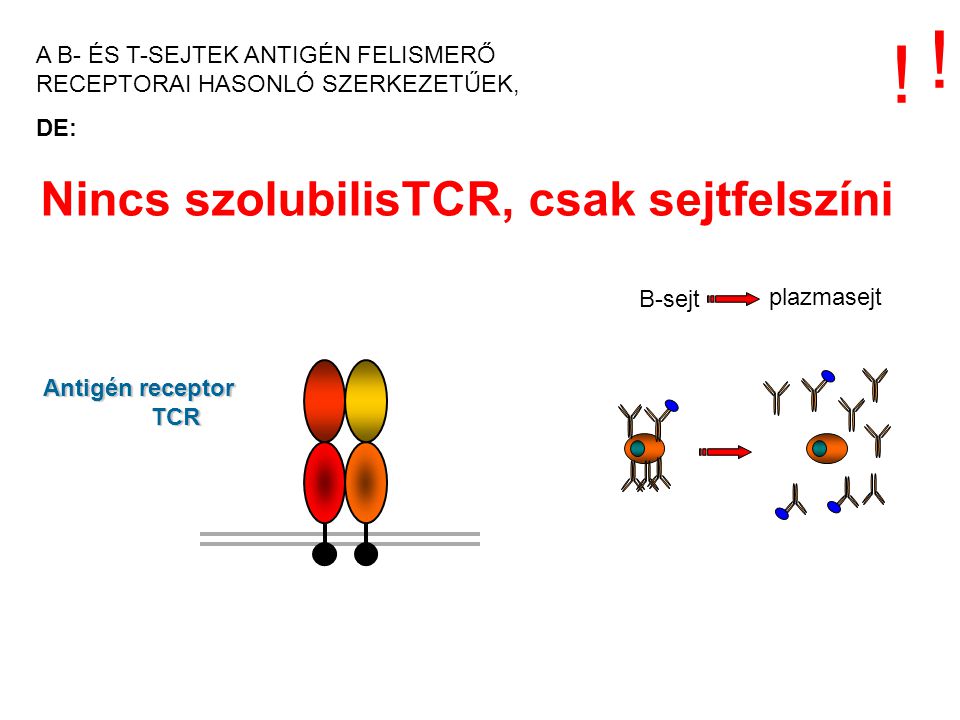 Nincs szolubilisTCR, csak sejtfelszíni Antigén receptor TCR .