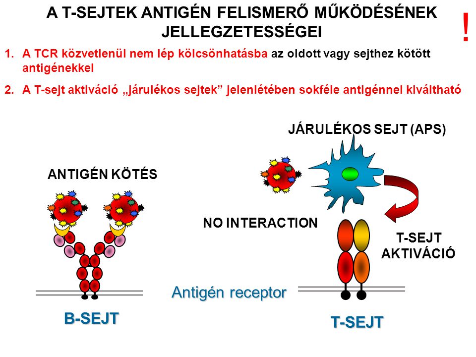 ANTIGÉN KÖTÉS NO INTERACTION JÁRULÉKOS SEJT (APS) T-SEJT AKTIVÁCIÓ Antigén receptor T-SEJT B-SEJT A T-SEJTEK ANTIGÉN FELISMERŐ MŰKÖDÉSÉNEK JELLEGZETESSÉGEI 1.A TCR közvetlenül nem lép kölcsönhatásba az oldott vagy sejthez kötött antigénekkel 2.A T-sejt aktiváció „járulékos sejtek jelenlétében sokféle antigénnel kiváltható !