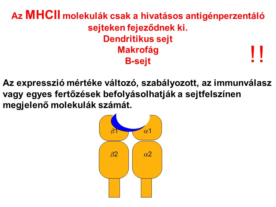 22 11 22 11 Az MHCII molekulák csak a hivatásos antigénperzentáló sejteken fejeződnek ki.