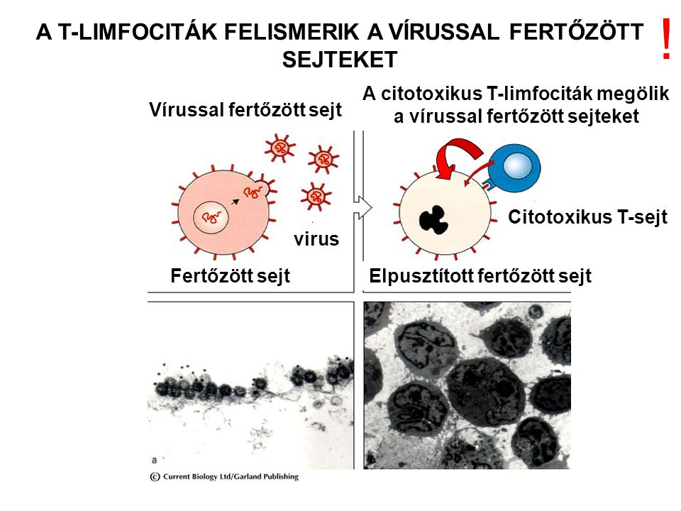 A T-LIMFOCITÁK FELISMERIK A VÍRUSSAL FERTŐZÖTT SEJTEKET Vírussal fertőzött sejt A citotoxikus T-limfociták megölik a vírussal fertőzött sejteket virus Elpusztított fertőzött sejtFertőzött sejt Citotoxikus T-sejt !
