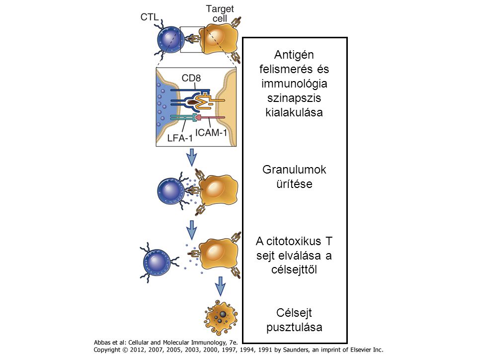 Antigén felismerés és immunológia szinapszis kialakulása Granulumok ürítése A citotoxikus T sejt elválása a célsejttől Célsejt pusztulása