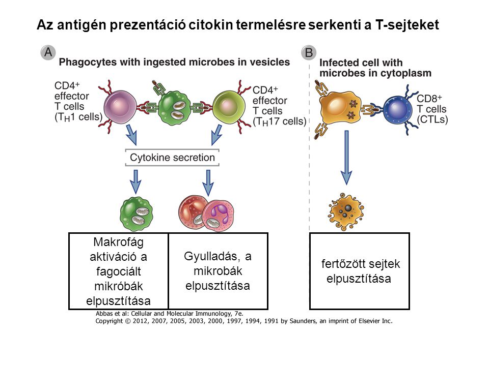 Az antigén prezentáció citokin termelésre serkenti a T-sejteket Makrofág aktiváció a fagociált mikróbák elpusztítása Gyulladás, a mikrobák elpusztítása fertőzött sejtek elpusztítása