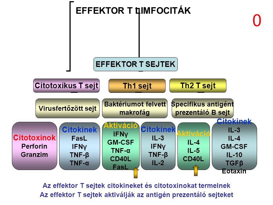 EFFEKTOR T SEJTEK Citotoxikus T sejt Th1 sejt Th2 T sejt Virusfertőzött sejt Baktériumot felvett makrofág Specifikus antigént prezentáló B sejt Citotoxinok Perforin Granzim Citokinek FasL IFNγ TNF-β TNF-α Aktiváció IFNγ GM-CSF TNF-α CD40L FasL Citokinek IL-3 IL-4 GM-CSF IL-10 TGFβ Eotaxin Aktiváció IL-4 IL-5 CD40L Citokinek IL-3 IFNγ TNF-β IL-2 EFFEKTOR T LIMFOCITÁK Az effektor T sejtek citokineket és citotoxinokat termelnek Az effektor T sejtek aktiválják az antigén prezentáló sejteket 0
