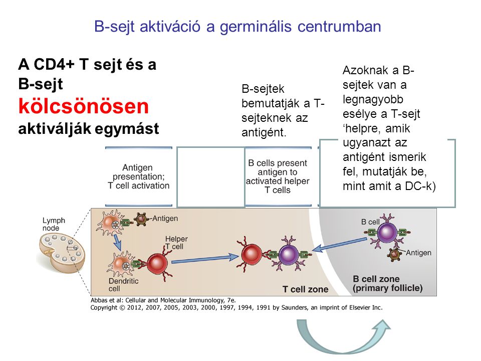 B-sejtek bemutatják a T- sejteknek az antigént.