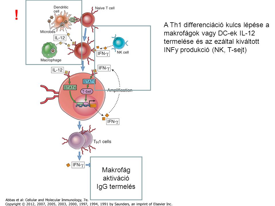 Makrofág aktiváció IgG termelés A Th1 differenciáció kulcs lépése a makrofágok vagy DC-ek IL-12 termelése és az ezáltal kiváltott INFy produkció (NK, T-sejt) !