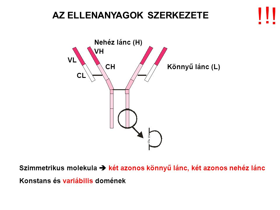 AZ ELLENANYAGOK SZERKEZETE Könnyű lánc (L) Nehéz lánc (H) VL CL VH CH Szimmetrikus molekula  két azonos könnyű lánc, két azonos nehéz lánc Konstans és variábilis domének .