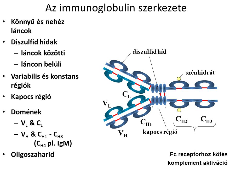 Az immunoglobulin szerkezete Könnyű és nehéz láncok Diszulfid hidak – láncok közötti – láncon belüli C H1 VLVL CLCL VHVH C H2 C H3 kapocs régió szénhidrát komplement aktiváció Fc receptorhoz kötés Variabilis és konstans régiók Kapocs régió Domének – V L & C L – V H & C H1 - C H3 (C H4 pl.