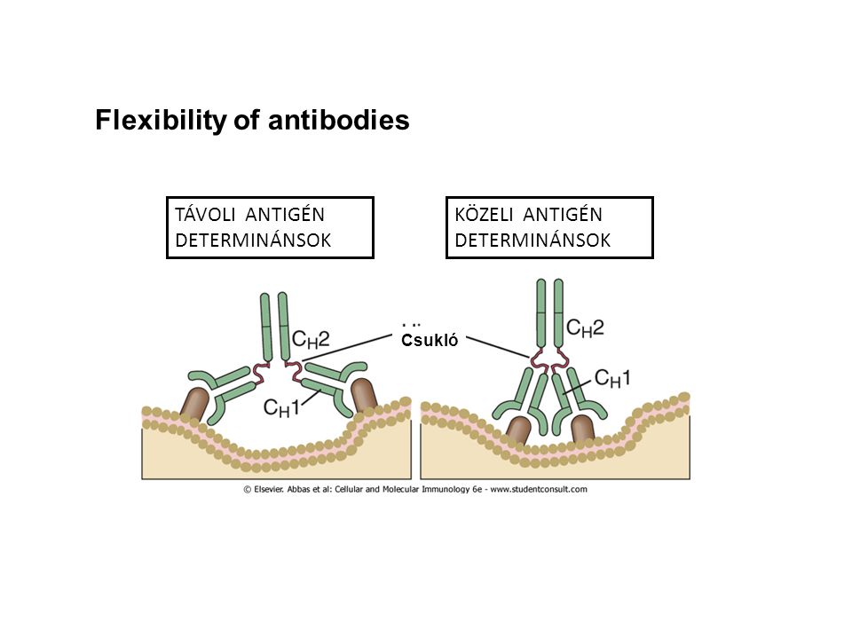 TÁVOLI ANTIGÉN DETERMINÁNSOK KÖZELI ANTIGÉN DETERMINÁNSOK Flexibility of antibodies Csukló
