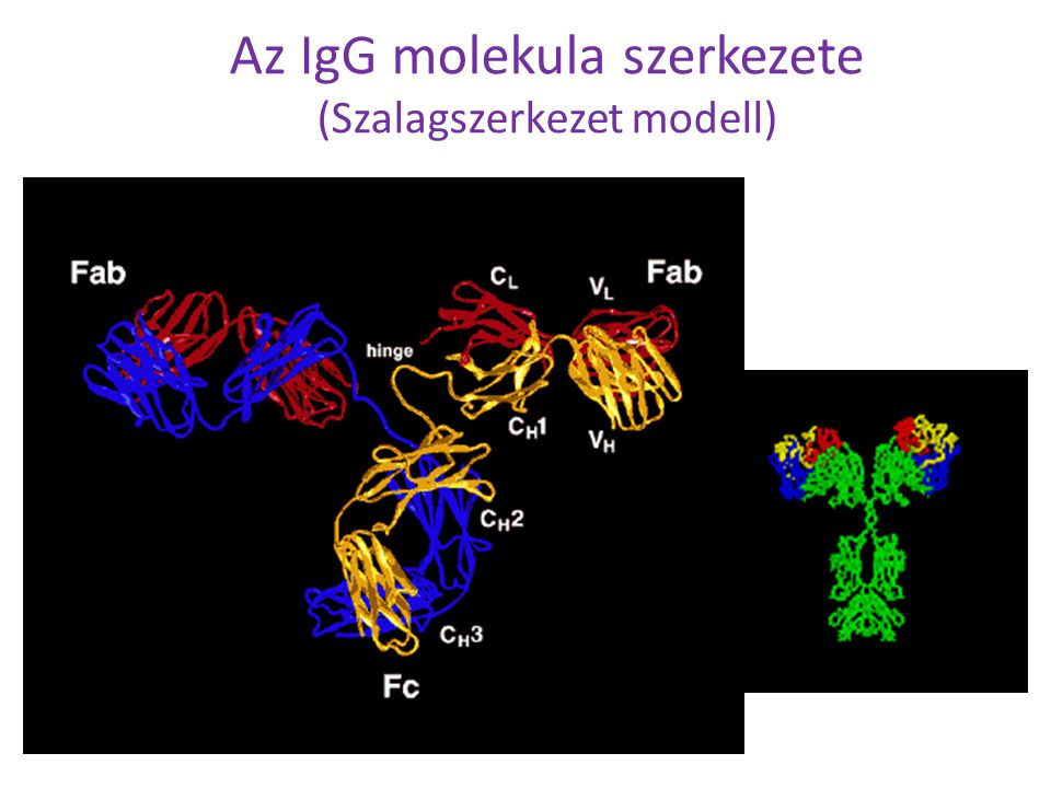 Az IgG molekula szerkezete (Szalagszerkezet modell)