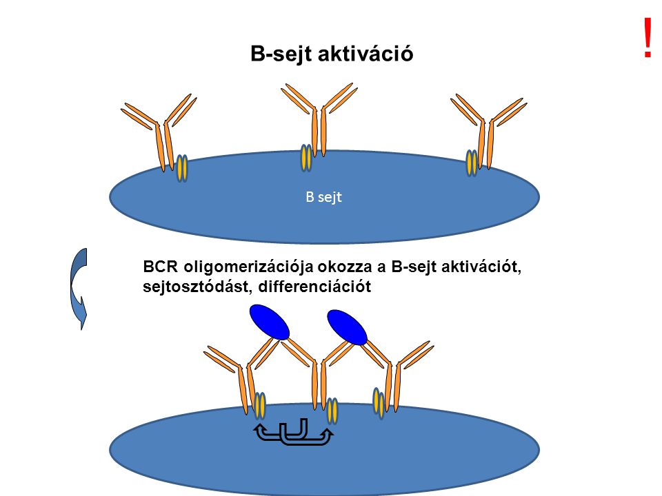 B sejt B-sejt aktiváció BCR oligomerizációja okozza a B-sejt aktivációt, sejtosztódást, differenciációt !