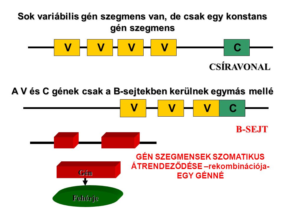 Sok variábilis gén szegmens van, de csak egy konstans gén szegmens VCVVVCSÍRAVONAL A V és C gének csak a B-sejtekben kerülnek egymás mellé C V VV B-SEJT FehérjeGén GÉN SZEGMENSEK SZOMATIKUS ÁTRENDEZŐDÉSE –rekombinációja- EGY GÉNNÉ