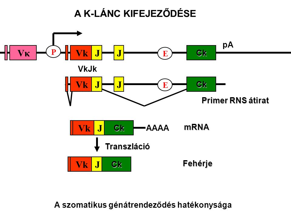 pACk E JJ VkJk VkVκ P Primer RNS átirat Ck E JJVk Ck J Fehérje mRNACk J AAAA Transzláció A K-LÁNC KIFEJEZŐDÉSE A szomatikus génátrendeződés hatékonysága