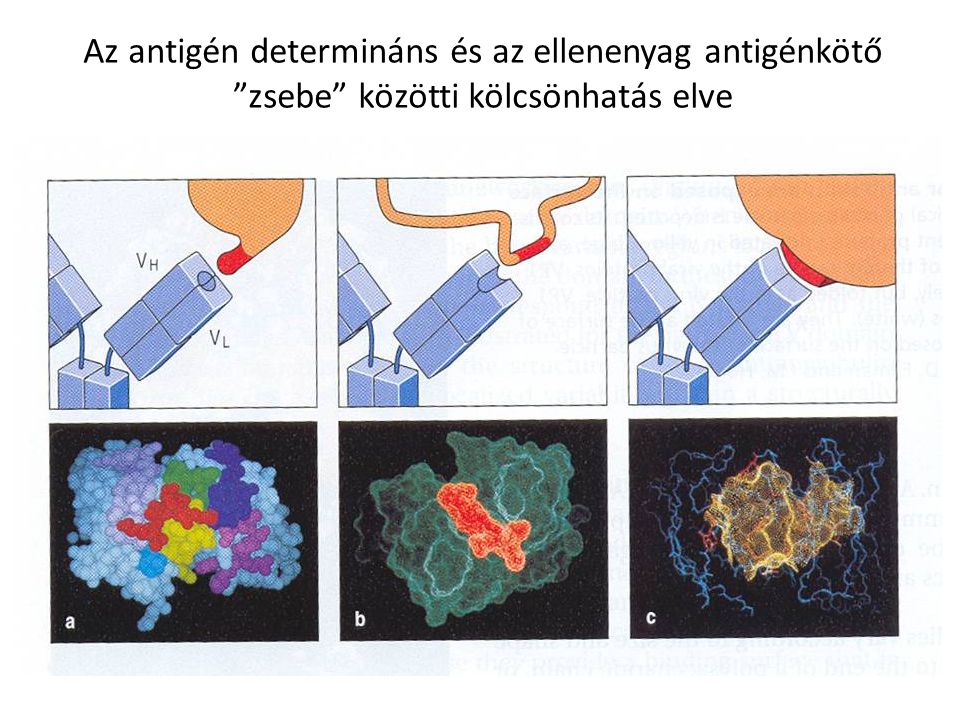 Az antigén determináns és az ellenenyag antigénkötő zsebe közötti kölcsönhatás elve