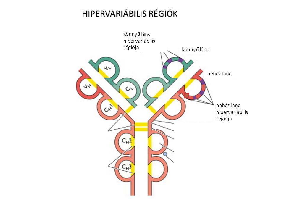 HIPERVARIÁBILIS RÉGIÓK nehéz lánc hipervariábilis régiója könnyű lánc hipervariábilis régiója nehéz lánc könnyű lánc