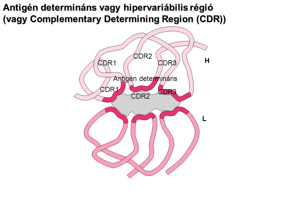 Antigén determináns CDR1 CDR2 CDR3 CDR1 CDR2 CDR3 H L Antigén determináns vagy hipervariábilis régió (vagy Complementary Determining Region (CDR))