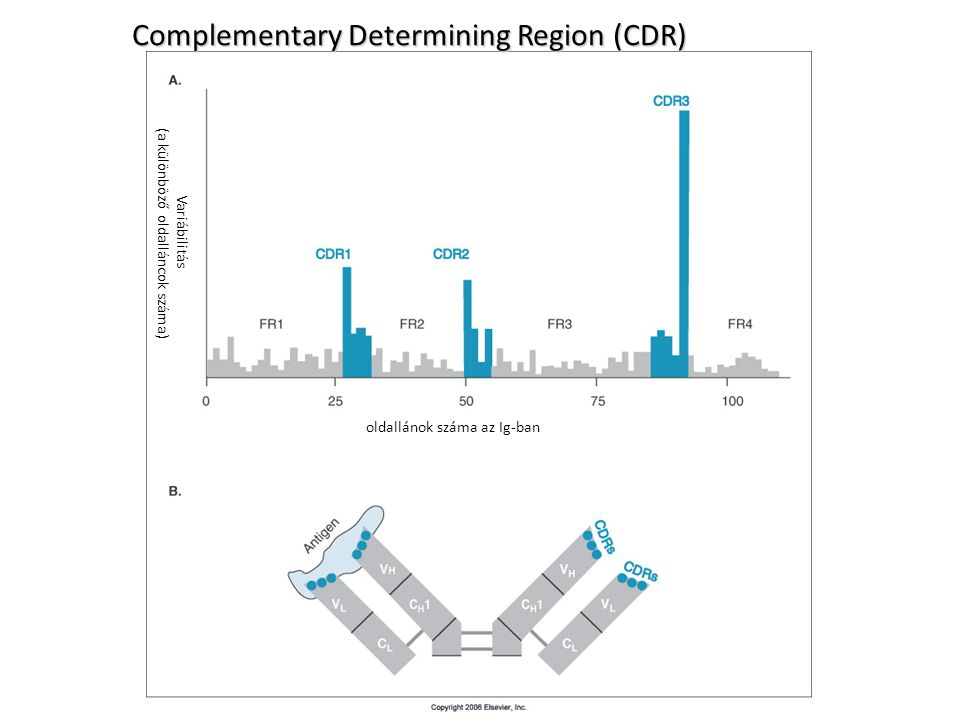 Complementary Determining Region (CDR) oldallánok száma az Ig-ban Variábilitás (a különböző oldalláncok száma)