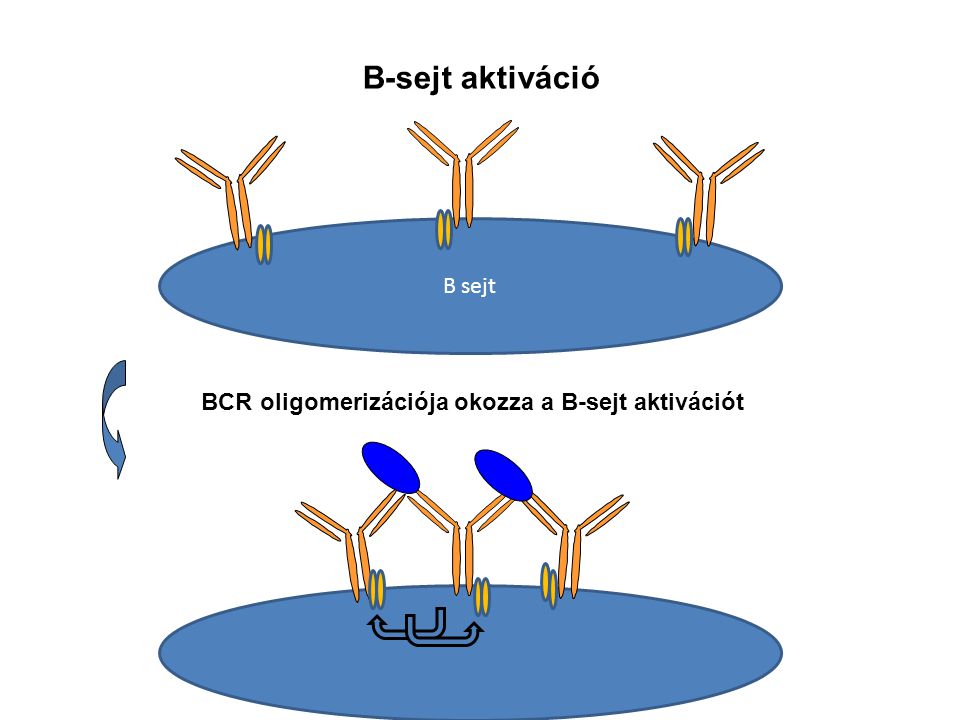 B sejt B-sejt aktiváció BCR oligomerizációja okozza a B-sejt aktivációt