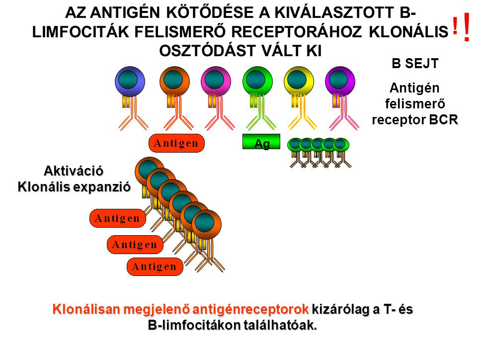 Aktiváció Klonális expanzió AZ ANTIGÉN KÖTŐDÉSE A KIVÁLASZTOTT B- LIMFOCITÁK FELISMERŐ RECEPTORÁHOZ KLONÁLIS OSZTÓDÁST VÁLT KI B SEJT Antigén felismerő receptor BCR Ag Klonálisan megjelenő antigénreceptorok kizárólag a T- és B-limfocitákon találhatóak.