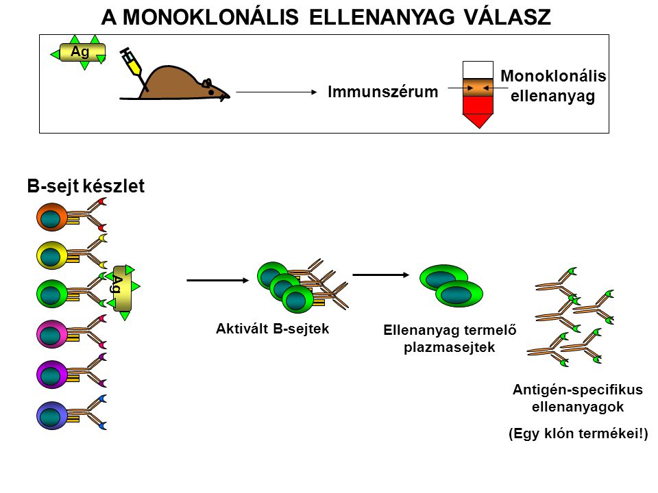 A MONOKLONÁLIS ELLENANYAG VÁLASZ Immunszérum Monoklonális ellenanyag B-sejt készlet Aktivált B-sejtek Ellenanyag termelő plazmasejtek Antigén-specifikus ellenanyagok (Egy klón termékei!) Ag