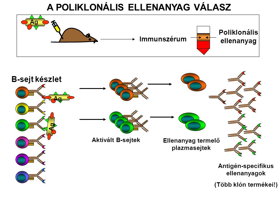 A POLIKLONÁLIS ELLENANYAG VÁLASZ Ag Immunszérum Poliklonális ellenanyag Ag B-sejt készlet Aktivált B-sejtek Ellenanyag termelő plazmasejtek Antigén-specifikus ellenanyagok (Több klón termékei!)