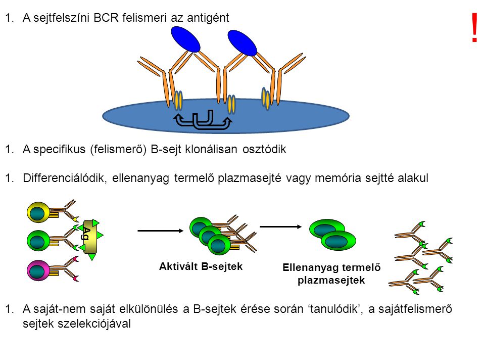 1.A sejtfelszíni BCR felismeri az antigént 1.A specifikus (felismerő) B-sejt klonálisan osztódik 1.Differenciálódik, ellenanyag termelő plazmasejté vagy memória sejtté alakul 1.A saját-nem saját elkülönülés a B-sejtek érése során ‘tanulódik’, a sajátfelismerő sejtek szelekciójával Aktivált B-sejtek Ellenanyag termelő plazmasejtek Ag !