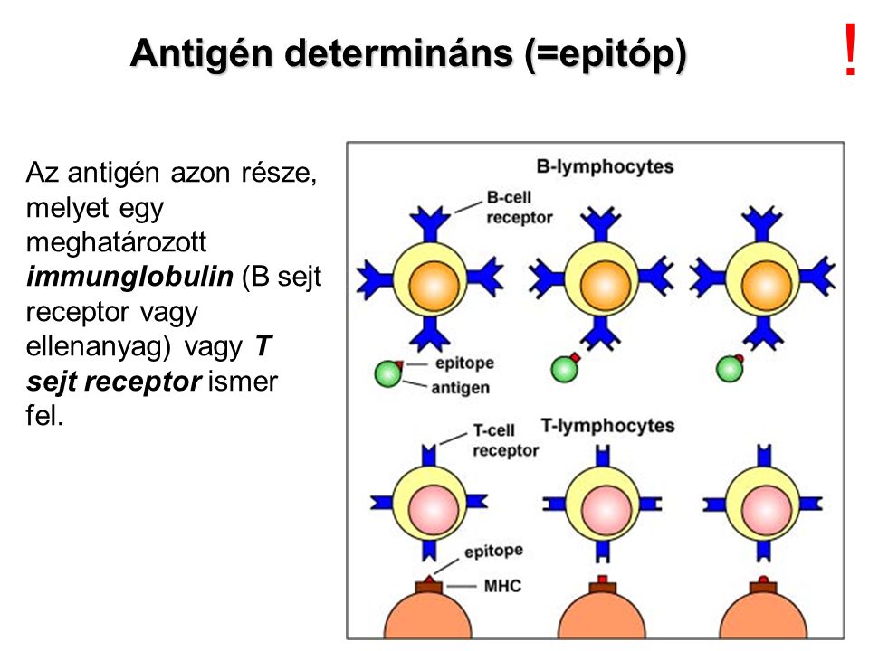 Az antigén azon része, melyet egy meghatározott immunglobulin (B sejt receptor vagy ellenanyag) vagy T sejt receptor ismer fel.