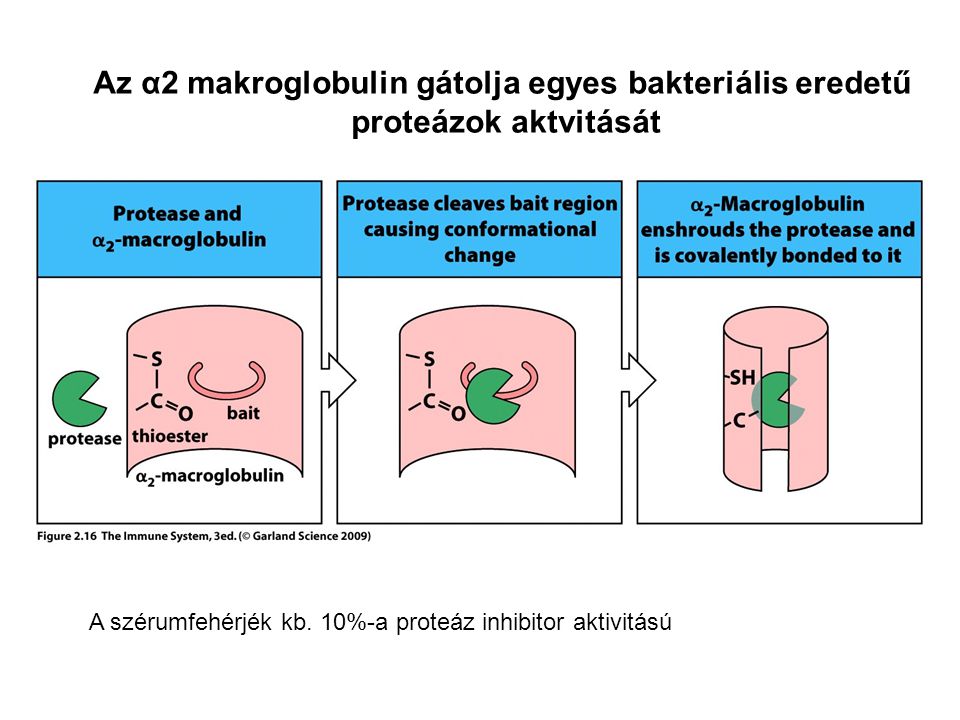 Az α2 makroglobulin gátolja egyes bakteriális eredetű proteázok aktvitását A szérumfehérjék kb.