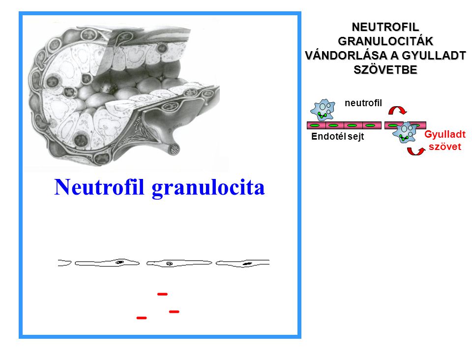 Neutrofil granulocita neutrofil Endotél sejt Gyulladt szövet NEUTROFIL GRANULOCITÁK VÁNDORLÁSA A GYULLADT SZÖVETBE
