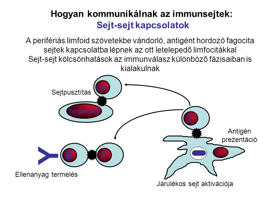 Hogyan kommunikálnak az immunsejtek: Sejt-sejt kapcsolatok A perifériás limfoid szövetekbe vándorló, antigént hordozó fagocita sejtek kapcsolatba lépnek az ott letelepedő limfocitákkal Sejt-sejt kölcsönhatások az immunválasz különböző fázisaiban is kialakulnak T CTL T B Y Ellenanyag termelés Járulékos sejt aktivációja Antigén prezentáció Target cell Sejtpusztítás
