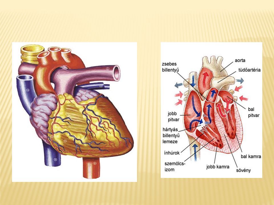 gyakorlat a szív egészségét diagram