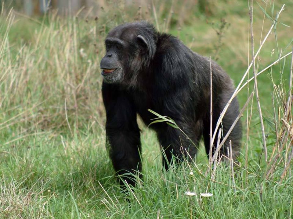 Карликовый шимпанзе 6. Шимпанзе Гуа.