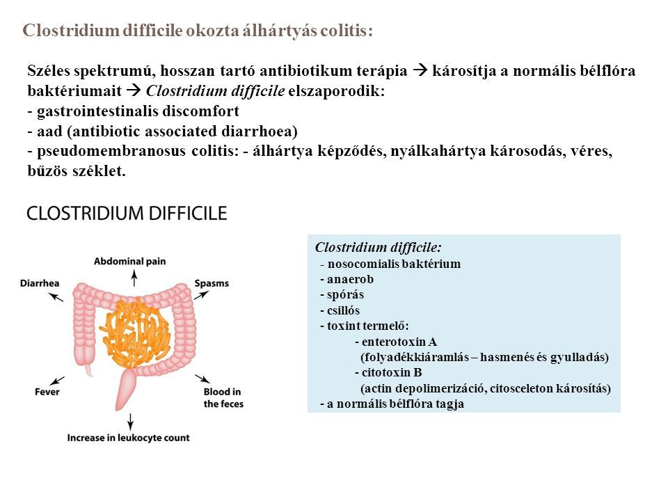 Clostridium difficile: - nosocomialis baktérium -anaerob -spórás -csillós -toxint termelő: -enterotoxin A (folyadékkiáramlás – hasmenés és gyulladás) -citotoxin B (actin depolimerizáció, citosceleton károsítás) -a normális bélflóra tagja Clostridium difficile okozta álhártyás colitis: Széles spektrumú, hosszan tartó antibiotikum terápia  károsítja a normális bélflóra baktériumait  Clostridium difficile elszaporodik: - gastrointestinalis discomfort - aad (antibiotic associated diarrhoea) - pseudomembranosus colitis: - álhártya képződés, nyálkahártya károsodás, véres, bűzös széklet.