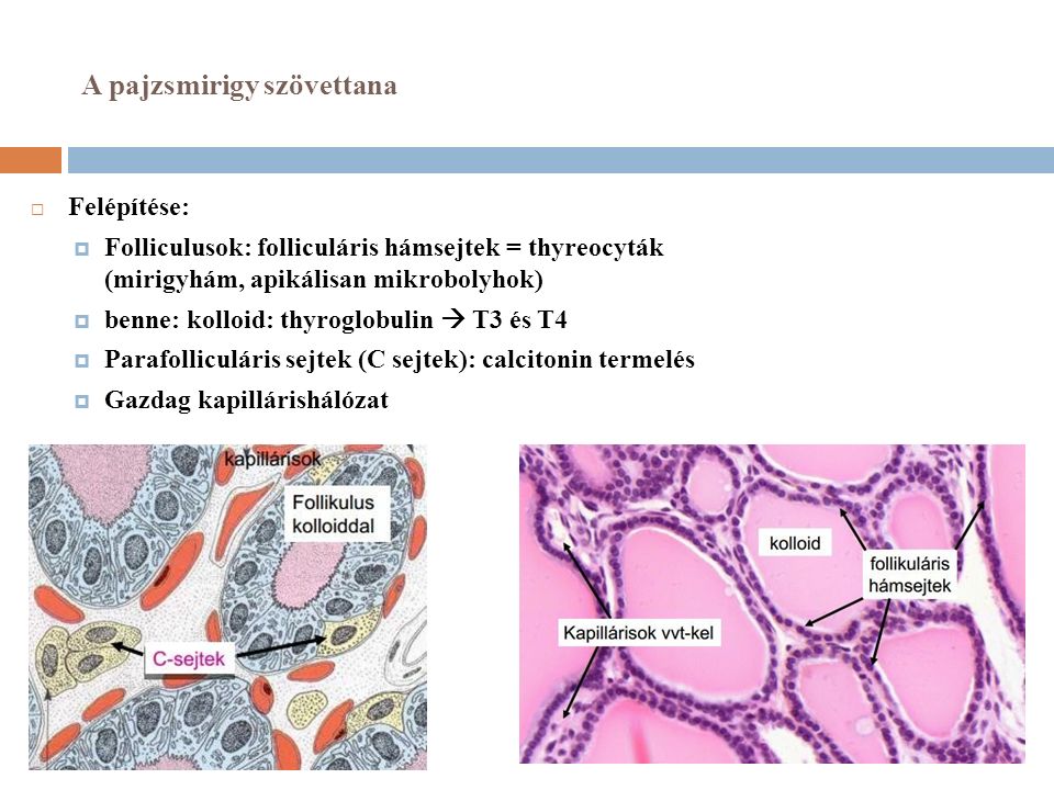 A pajzsmirigy szövettana  Felépítése:  Folliculusok: folliculáris hámsejtek = thyreocyták (mirigyhám, apikálisan mikrobolyhok)  benne: kolloid: thyroglobulin  T3 és T4  Parafolliculáris sejtek (C sejtek): calcitonin termelés  Gazdag kapillárishálózat